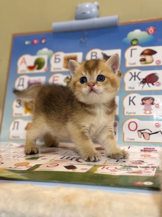 Срочно продаются котята Шиншила
