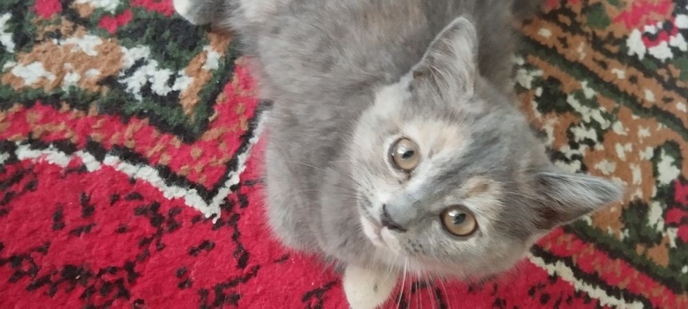 Mushuk zotdor sotiladi