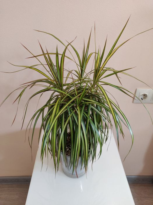 Драцена ( комнатное растение)