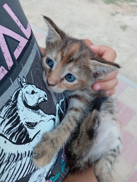 Котёнок продаётся,балыкши