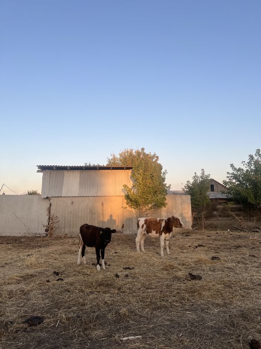 Сиыр бұзауымен, бұқа тана