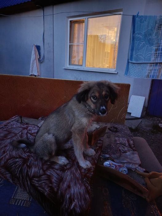 Ищет дом очаровательная девочка!