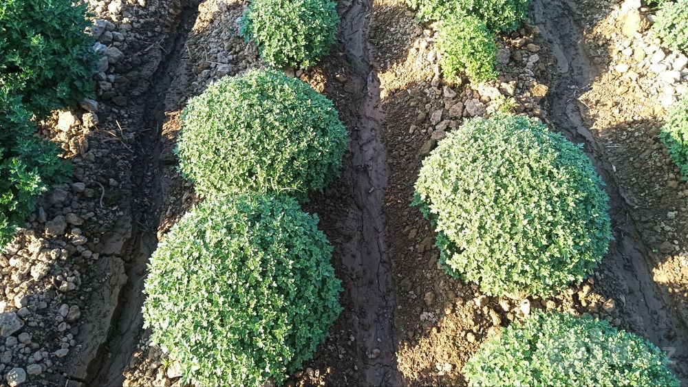 xrizantema — kuzning maftunkor guli!