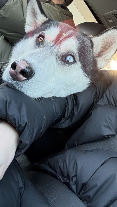 Кобель хаски для вязки