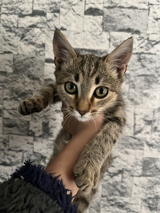Котенок.