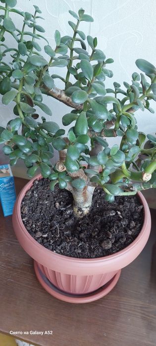 Денежное дерево 5000