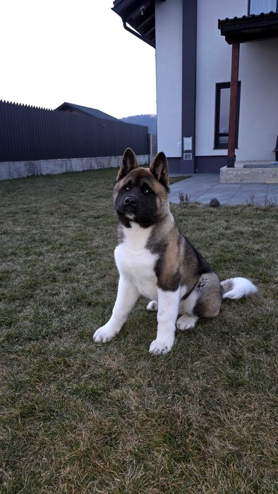 Akita American Mascul Pedigree
