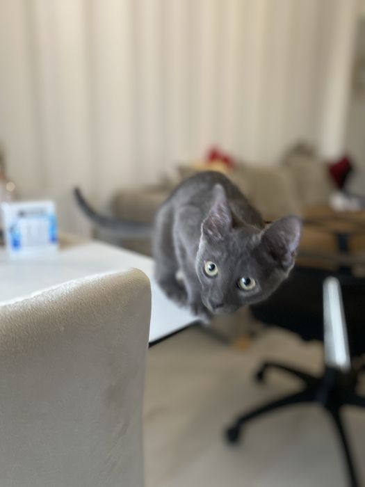 Pui baiețel Albastru de Rusia