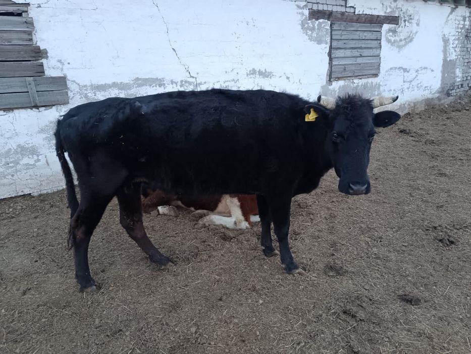 Сиырлар бұзауымен сатылады !!!