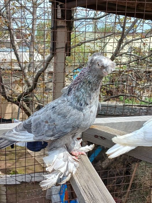 Продам голубей...