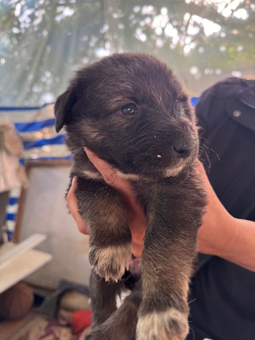 Животные собаки щенки