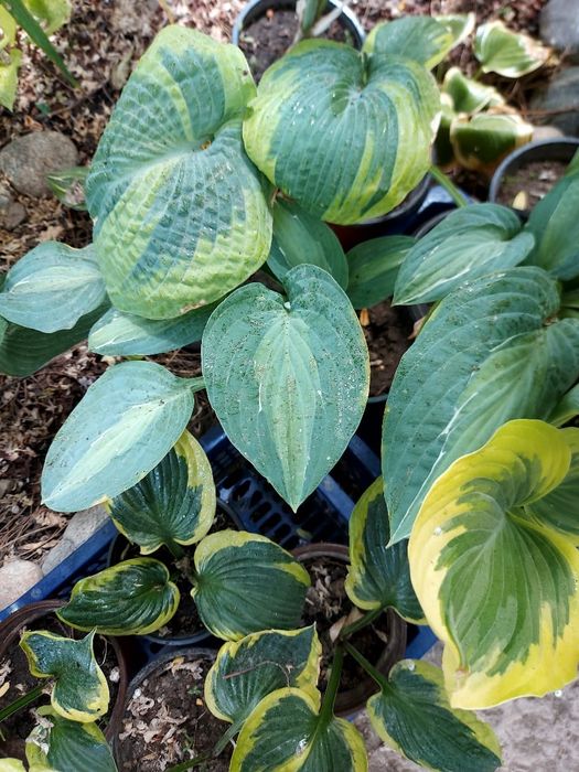 Гейхеры, Хосты, Самшит, Барбарис, Туи и др.