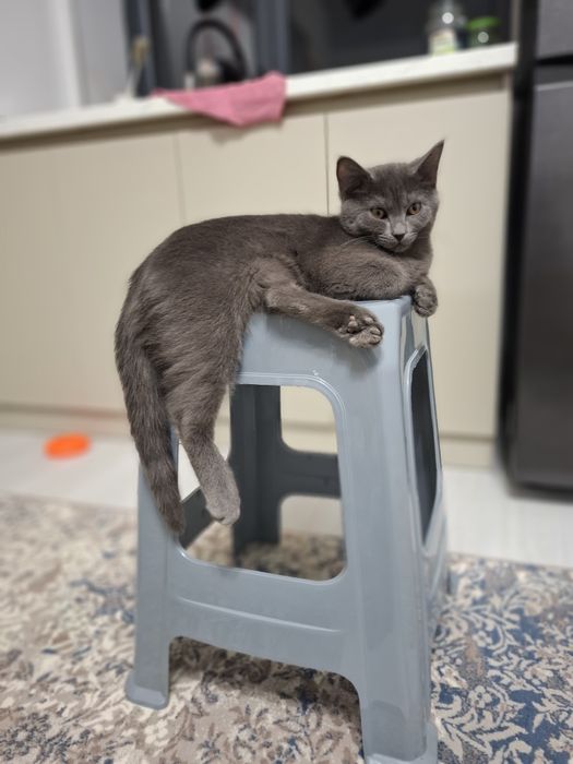 Мушук сотилади тарбияланган, Scottish fold  7 ойлик эркак.