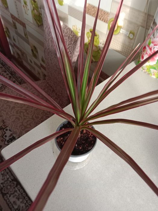 Пальму драцену продам