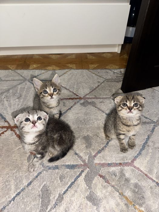 Шотландские котята