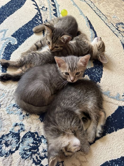 Отдам котят в добрые руки
