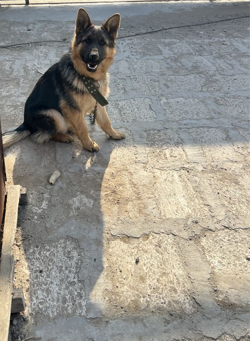 Щенок (собака)  овчарка