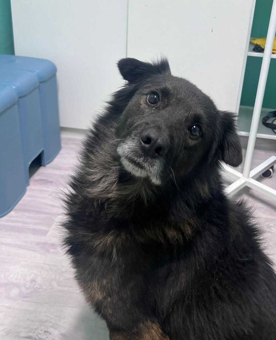 Отдаем в добрые руки доброго пса