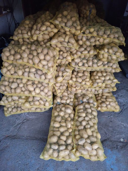 Продавам картофи сорт сорая