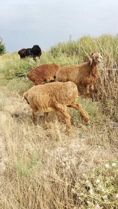 Продам Арашан козы кошкар