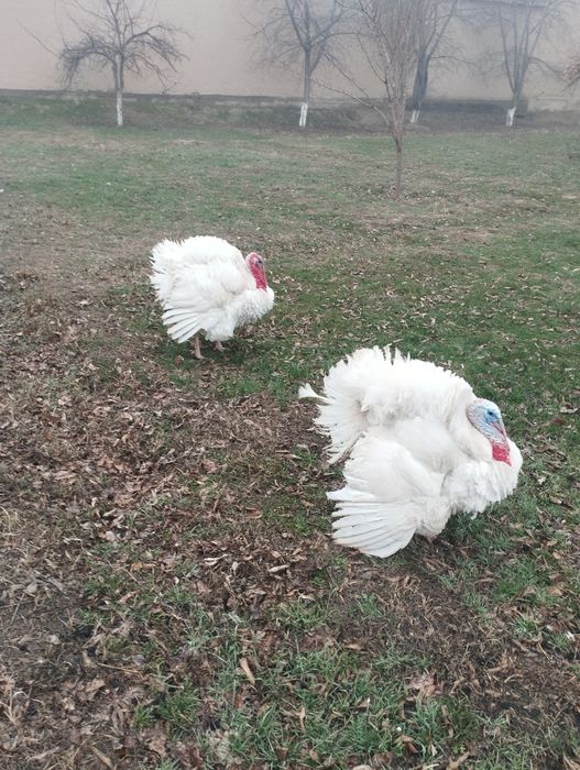 Сатлады срочнаа.