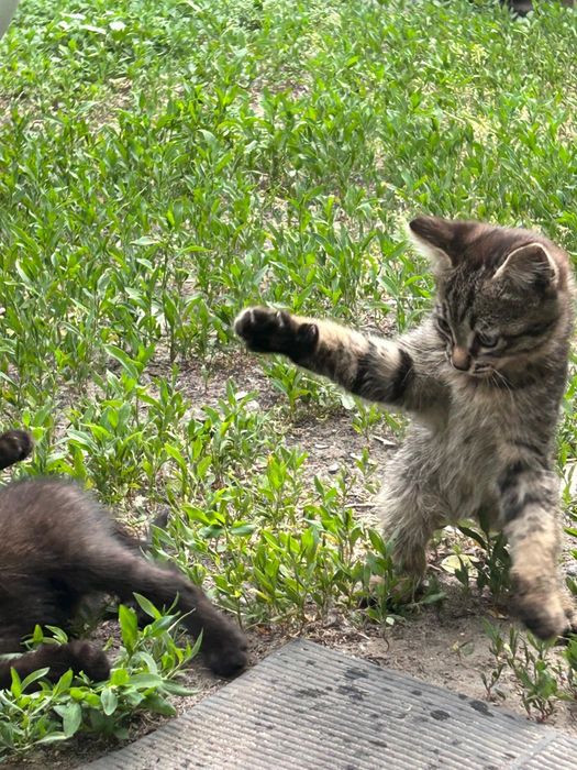 Котята в хорошие руки