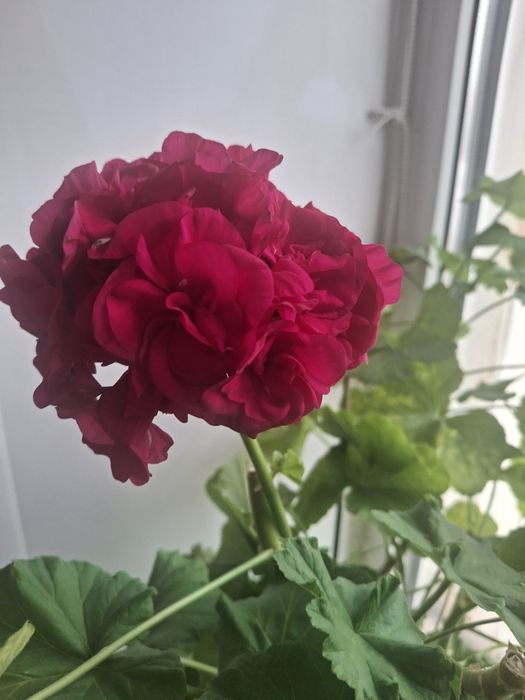 Продам укорененные цветы