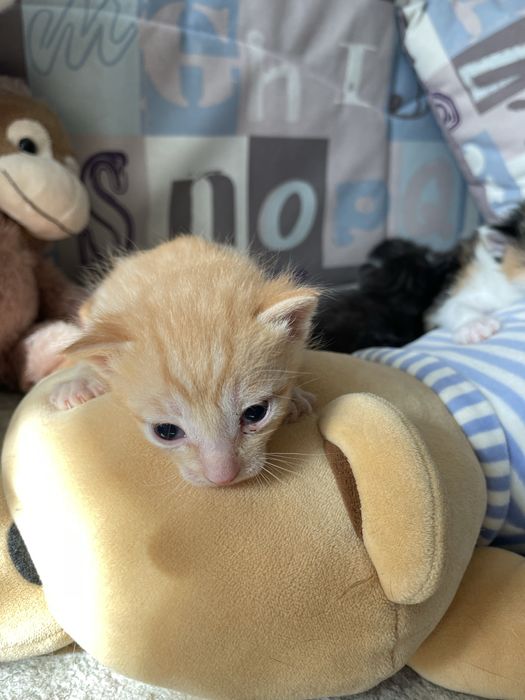 Отдам очаровательных котят