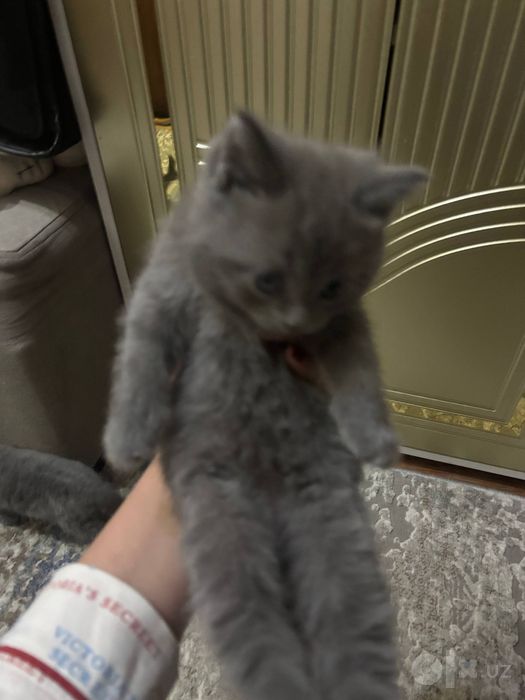 скотиш фолд дети