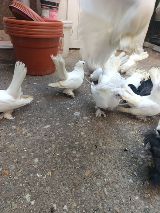 Porumbei siberieni de vînzare