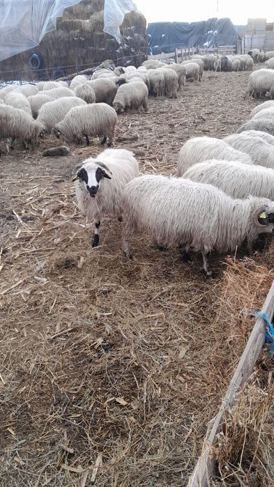 Oi de vânzare, oi gestante