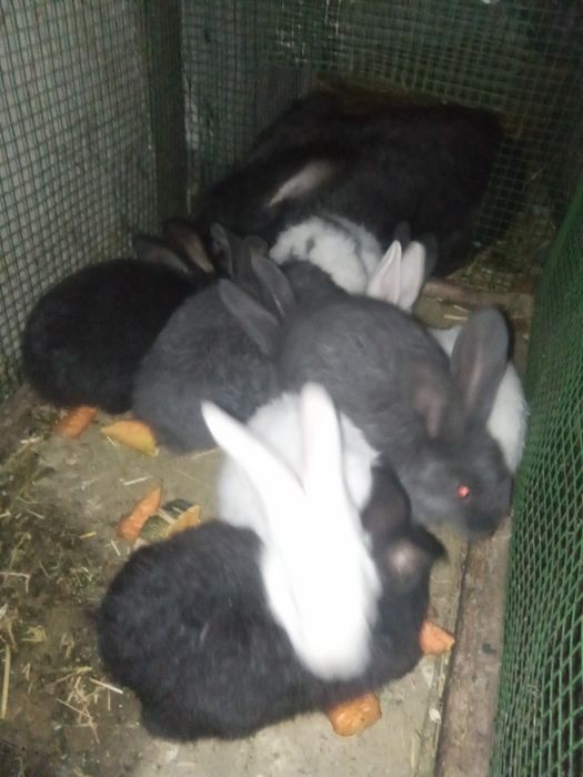 Flander samka quyon bolalari sotiladi