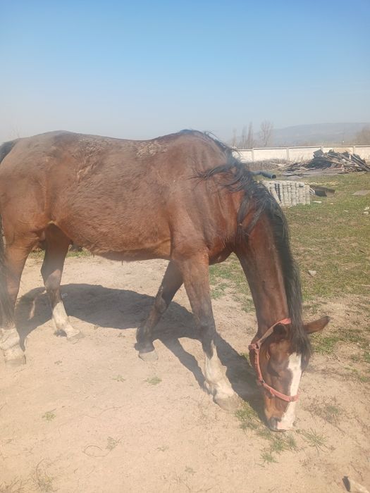 Продам кобылу орловский