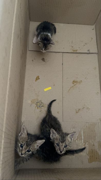 Котята в хорошие руки