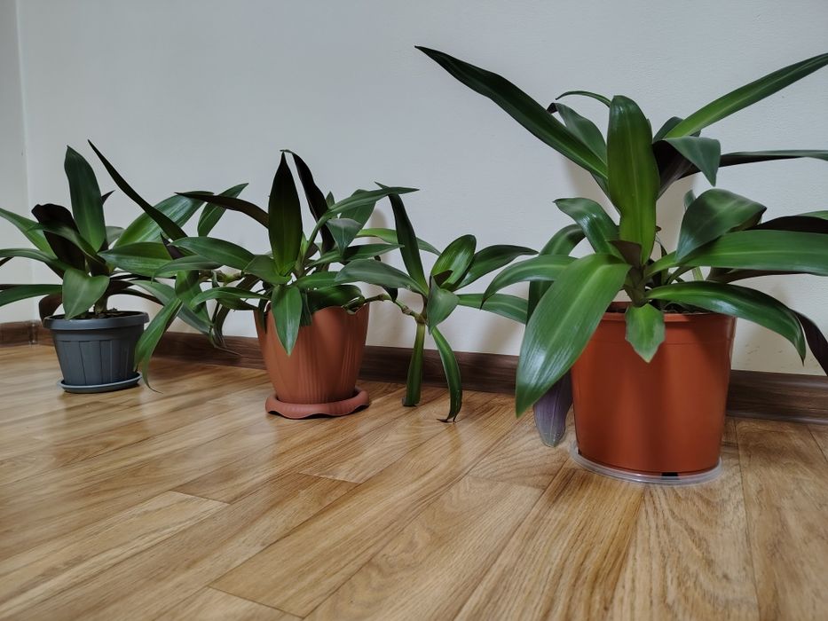 Традесканция Рео