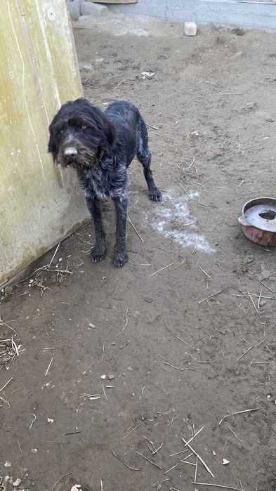 Дратхаар кабель гатовый охотник