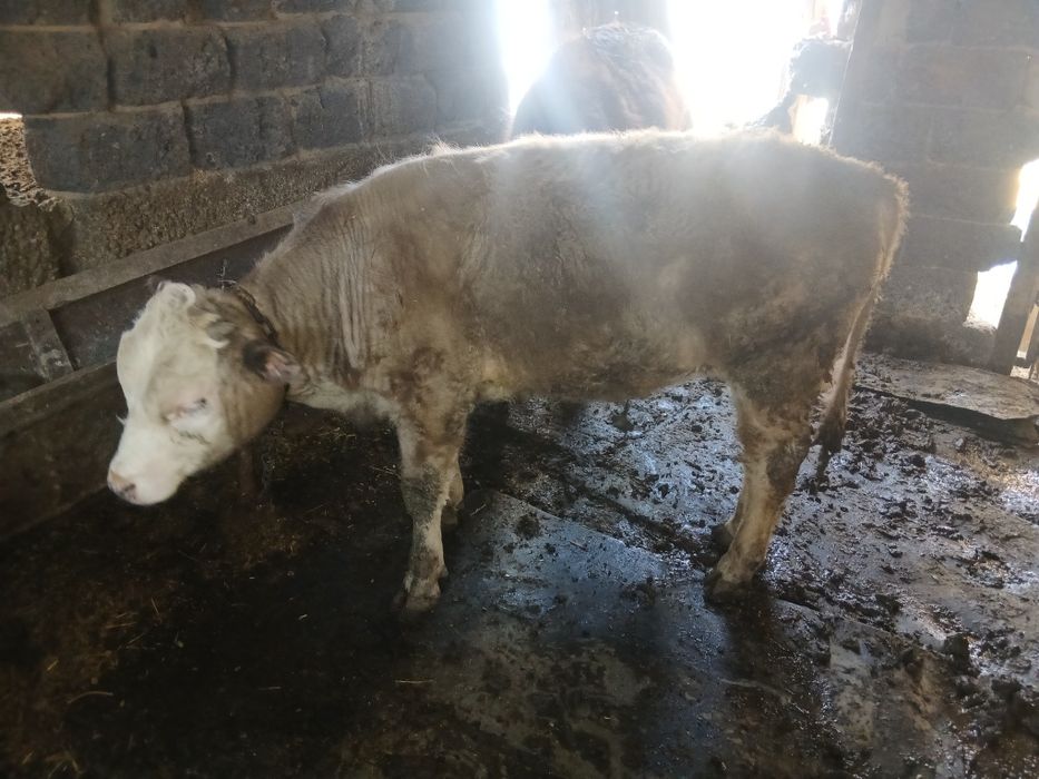 Сатылады талгарда тур