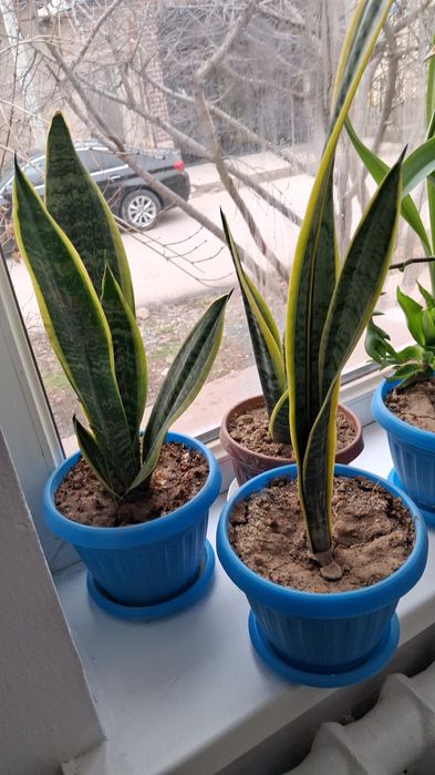 Домашние комнатные цветы