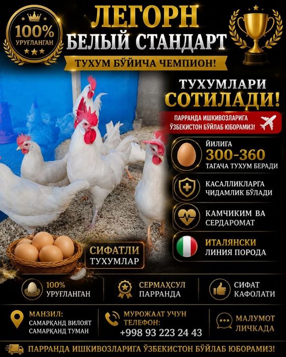 Легорун бели стандарт тухумлари ва жужаларига заказ оламиз