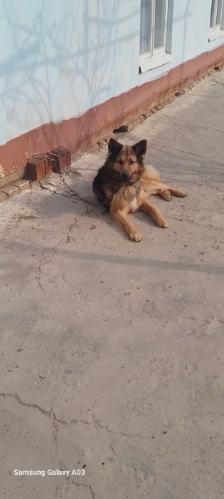 nimetskiy afcharka sholkviy sotuvda