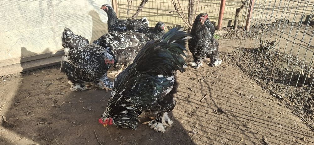 Vând ouă de incubat brahma negru bobat