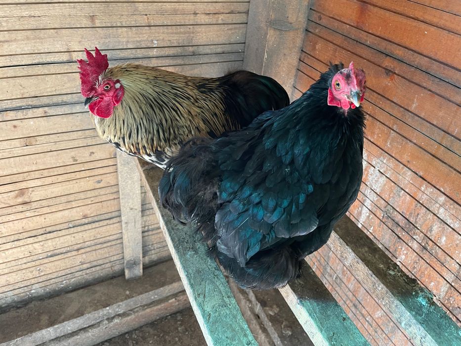 Pereche de Cochin pitic