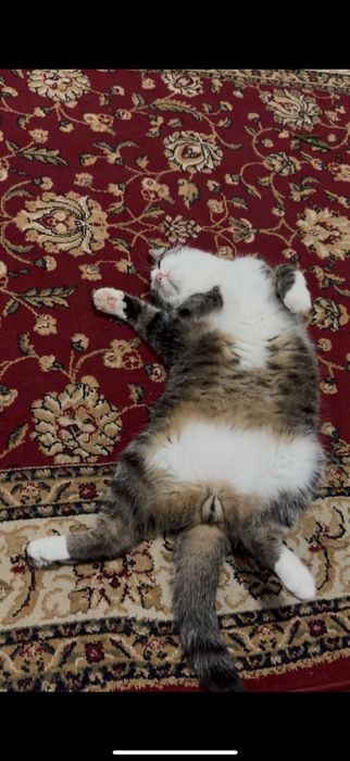 Отдам кота дором