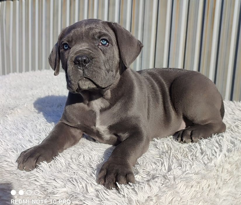 Кане Корсо. девочки.