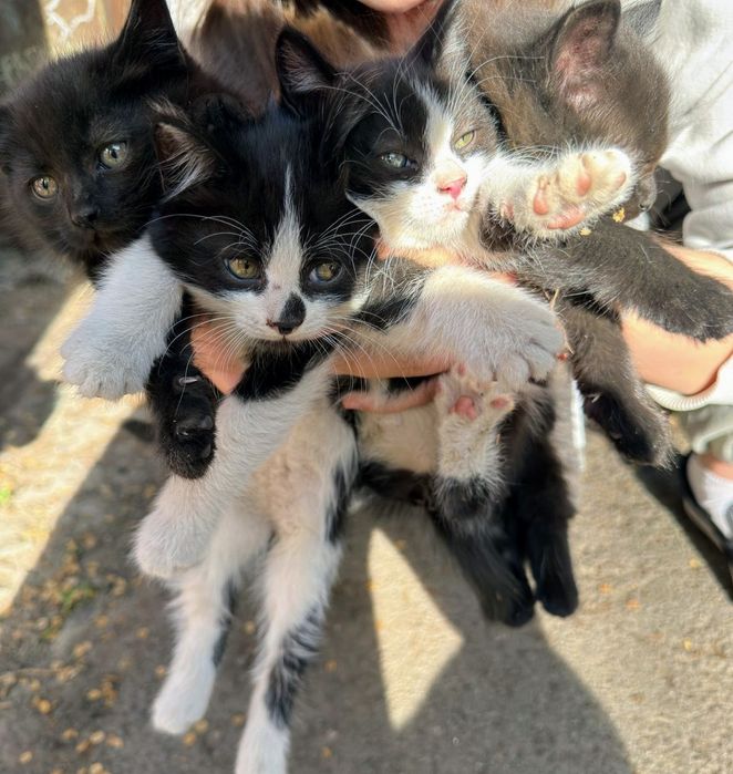 Котята ищут семью. Отдам в хорошие руки