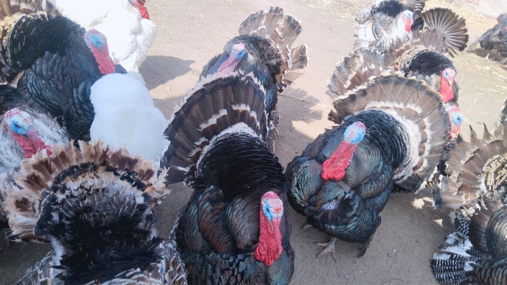 Индюки продам вывод Апрель 2025