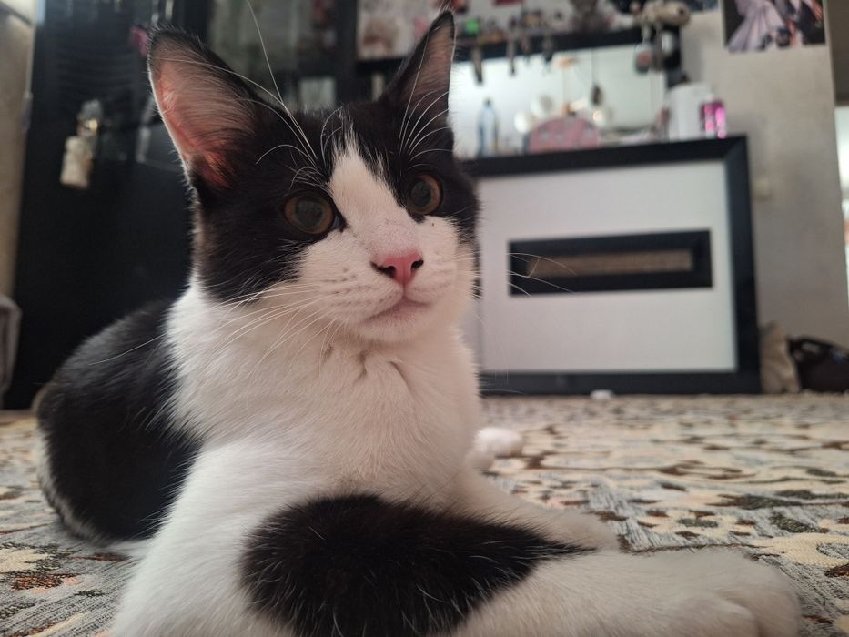 Отдам в добрые руки кота
