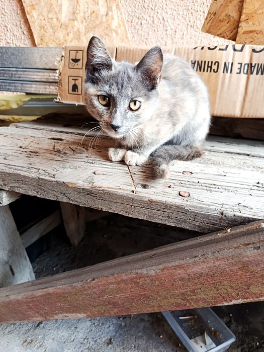 отдам двух милых котят