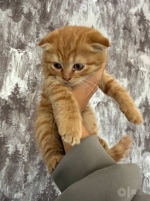 Скотиш фолд британ