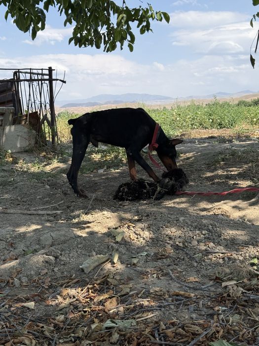Doberman sotiladi erkak